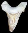 Auriculatus Shark Tooth - Dakhla, Morocco (Repaired) #58423-1